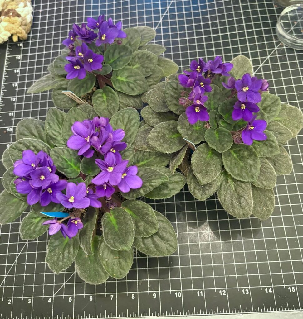 Sharing some of my babies. They are doing very good!