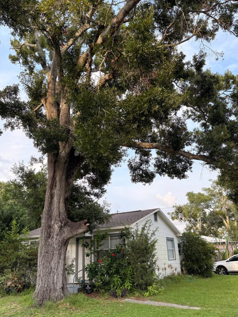 Laurel Oak, time to go?
