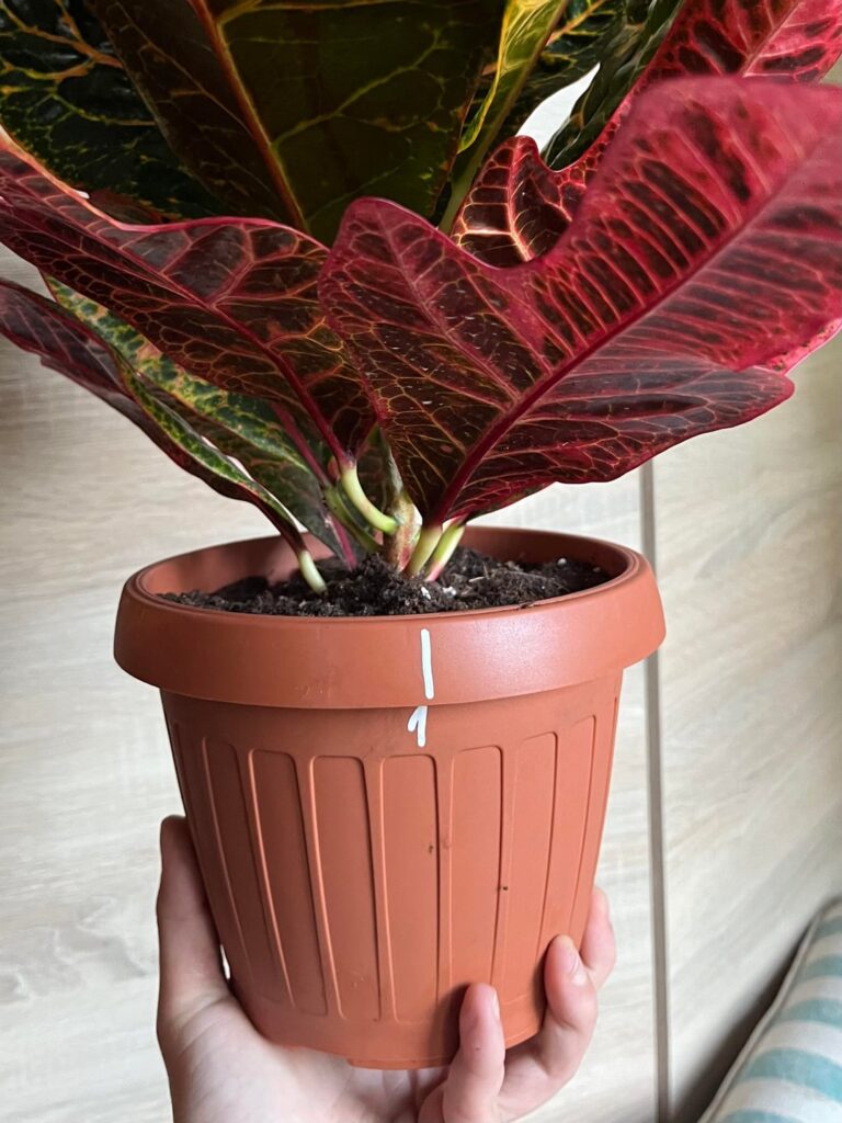 My ADHD tip that helped me be a better plant parent My ADHD tip that helped me be a better plant parent