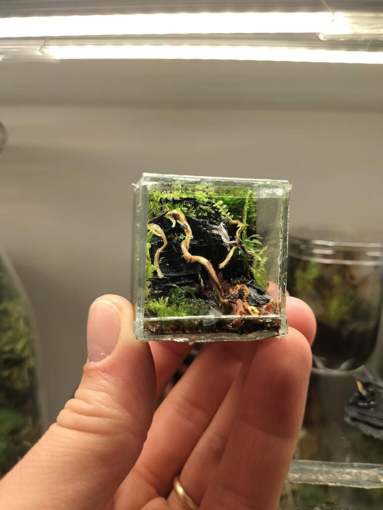 Last one I promise! Made even smaller terrarium. Cube is 3.5cm (1.37inch) matchbox for scale.