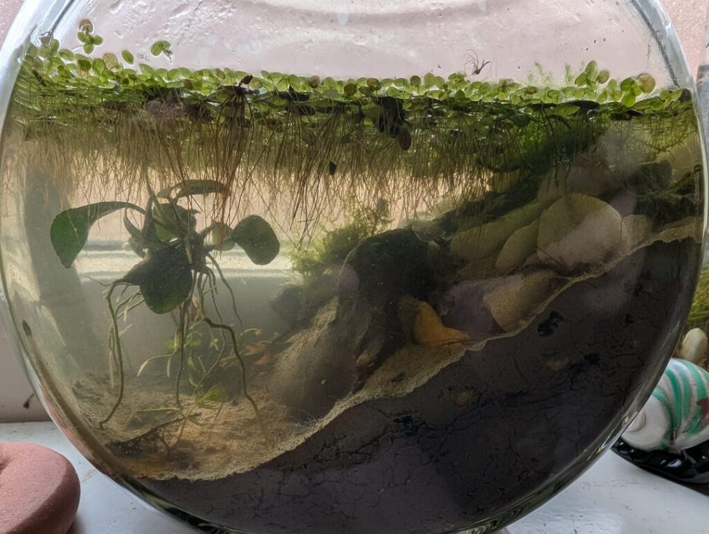 Is this brown algae concerning?