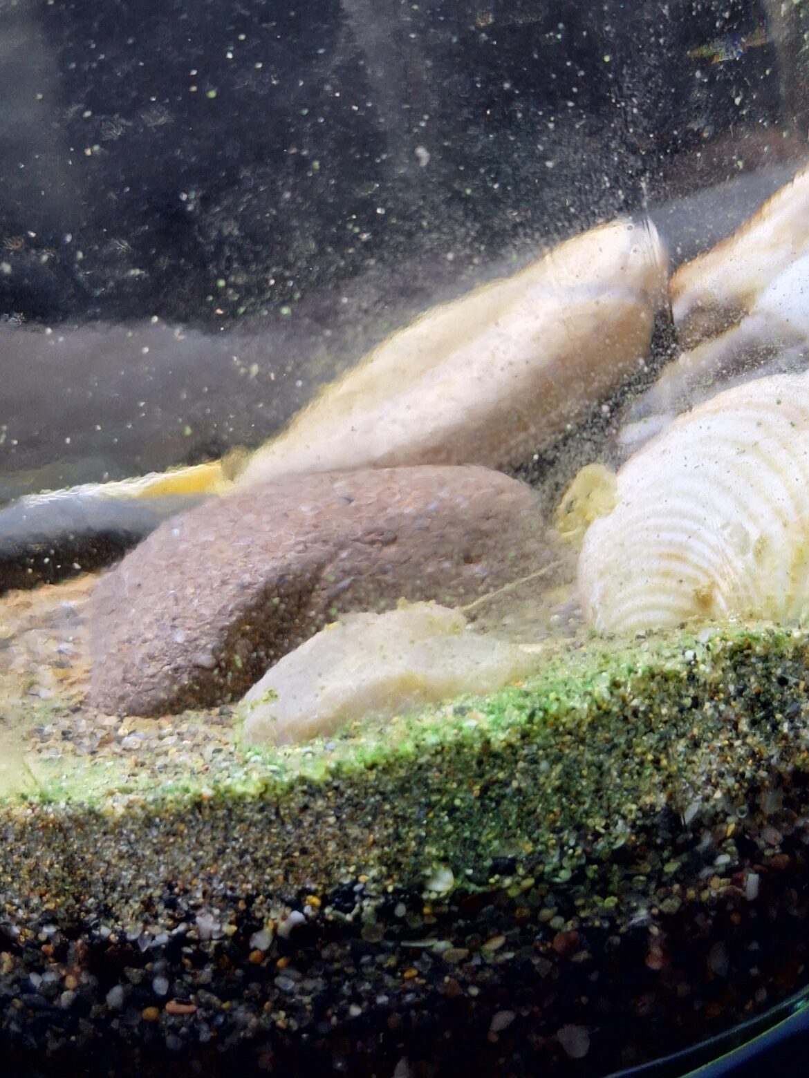 What is this green thing that appeared in my jarrarium after months? What is this green thing that appeared in my jarrarium after months?