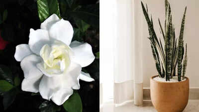 10 best artificial plants that add greenery to modern homes without any hassle