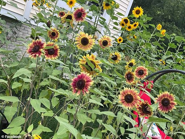Bank has fought back against the ordinances and even went to court to defend his sunflower garden