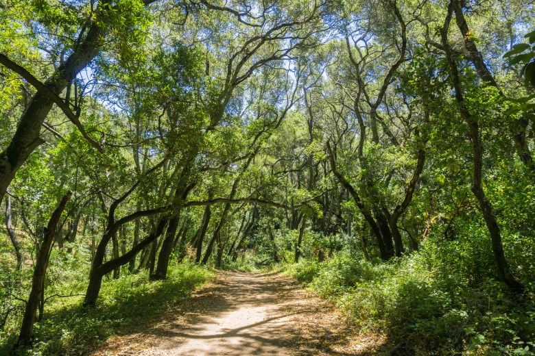 A trail cuts through the trees at  Pulgas Ridge Open Space Preserve. Photo courtesy Getty Images.