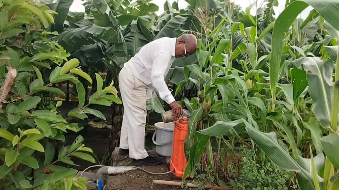 The Inspiring Story Of Vilas Ghatkar, His Organic Banana Garden Blooms At 70 The Inspiring Story Of Vilas Ghatkar, His Organic Banana Garden Blooms At 70Etv Bharat