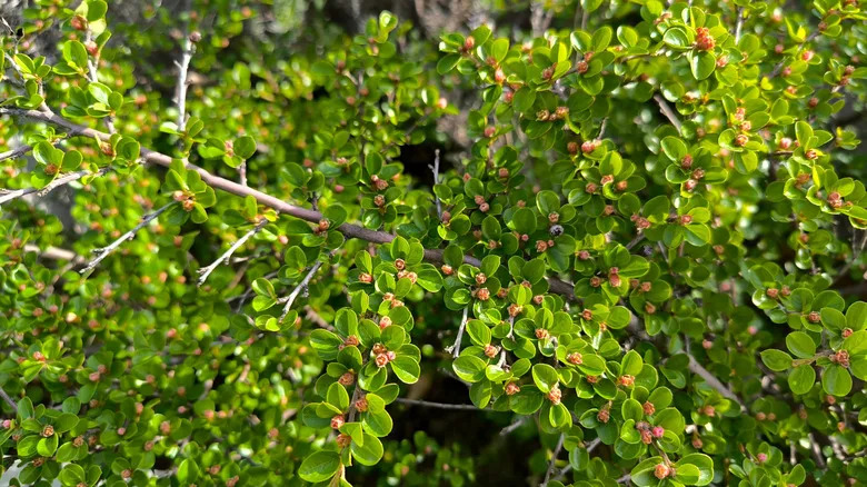 bright green, glossy leaves and miniature flowers of the rock cotoneaster