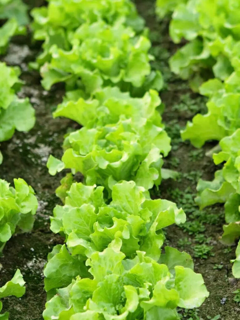 How to grow expensive lettuce for salad in balcony garden and the best time to sow it How to grow expensive lettuce for salad in balcony garden and the best time to sow it
