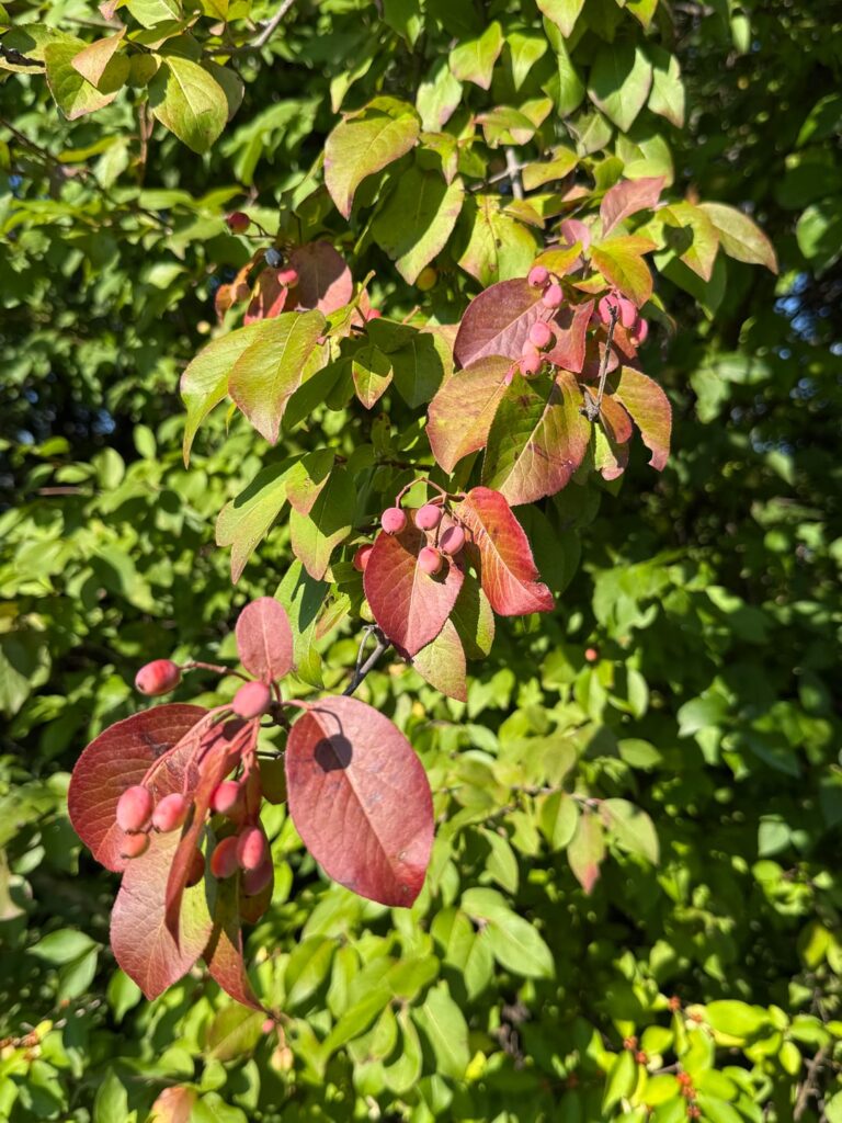 Identify this multitude of berries I saw on my walk to the train station plz!