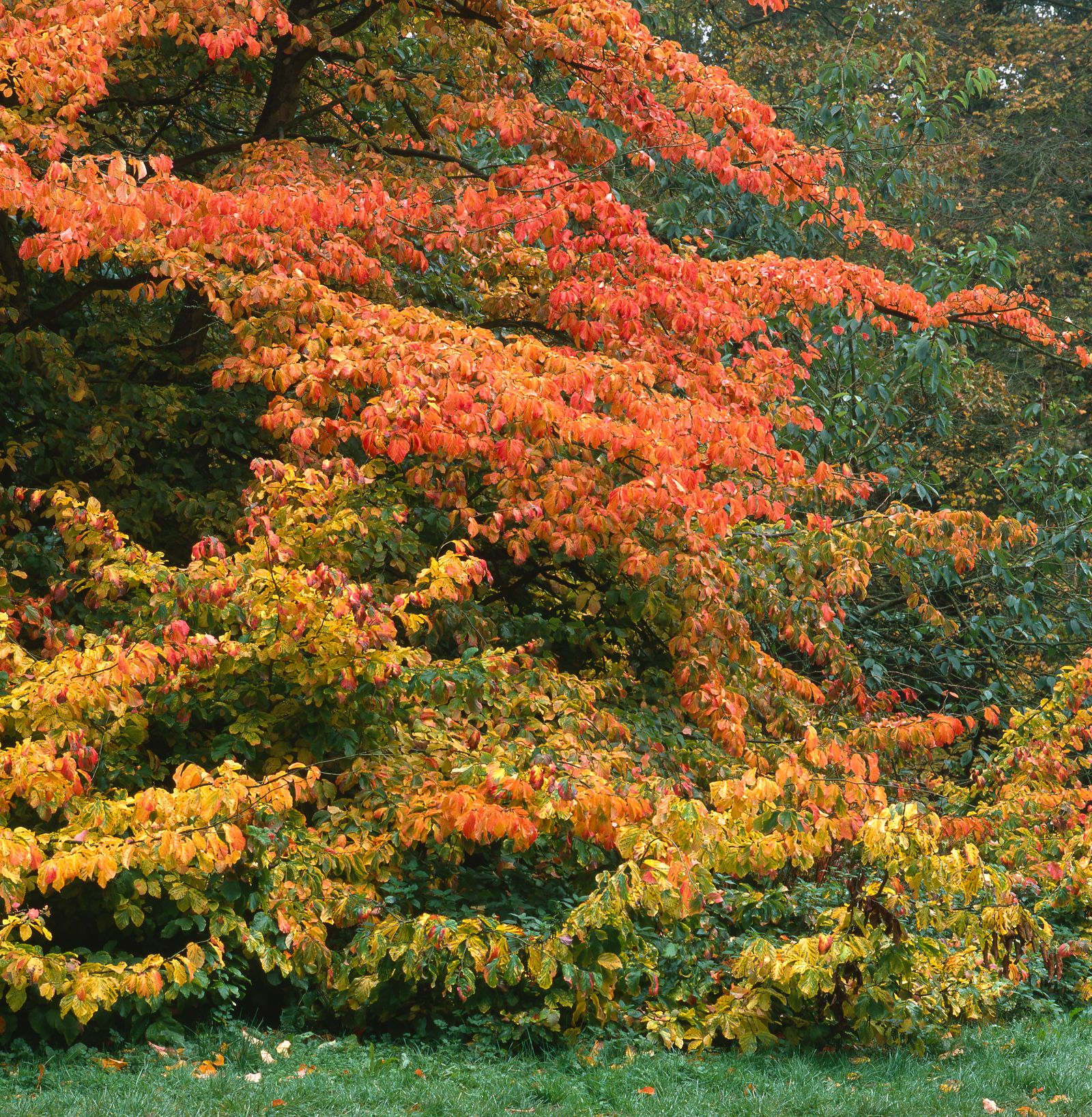 Parrotia persica