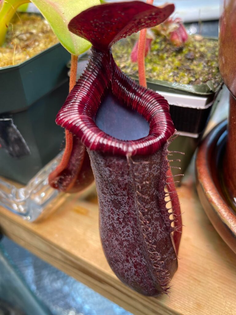 Check out my first pitcher! Check out my first pitcher!