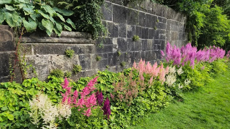 Astilbe flowers in front of a weathered sandstone wall.