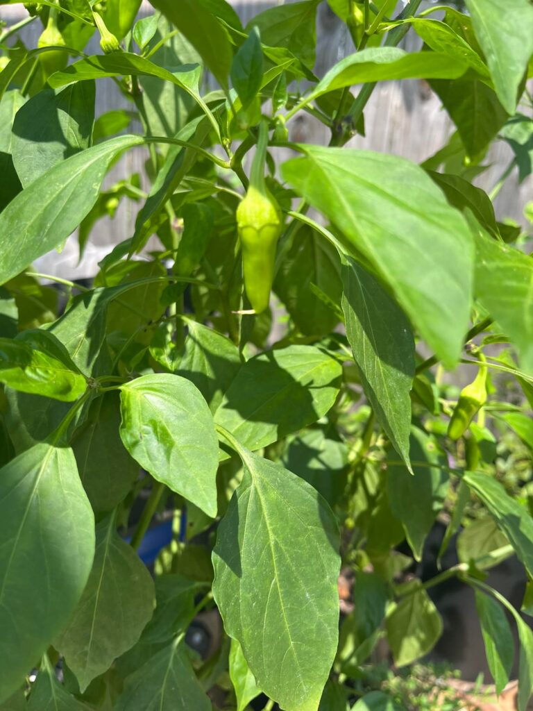 What kind of peppers am I growing?