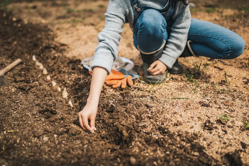how to grow garlic