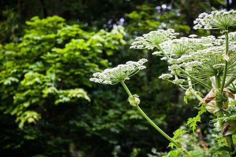 giant hogweed dangerous plant England summer