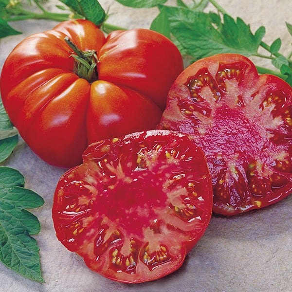 Tomato seeds