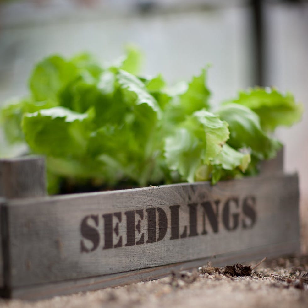 Seedlings Tray