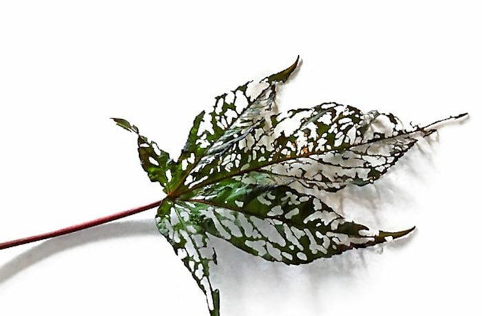 Damaged hibiscus leaf