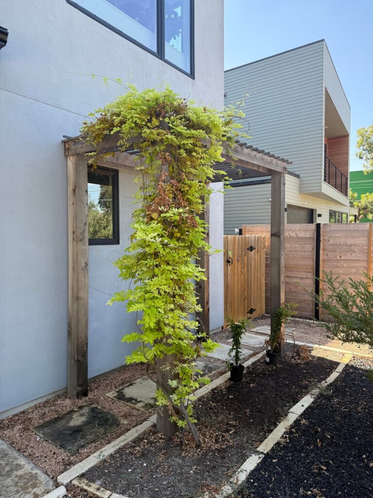 Replace struggling / dead wisteria with crossvine? Replace struggling / dead wisteria with crossvine?