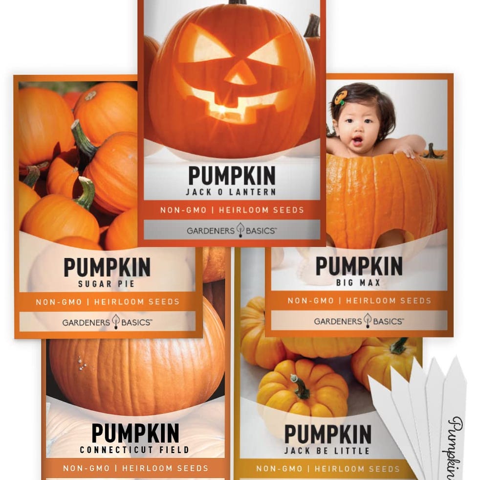 5 Variety Heirloom Pumpkin Seeds