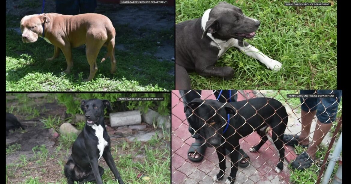 Miami Gardens police release photos of dogs believed tied to fatal mauling of 71-year-old woman Miami Gardens police release photos of dogs believed tied to fatal mauling of 71-year-old woman