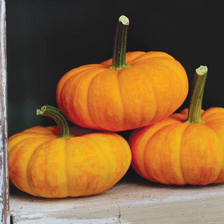 Jill Be Little Seeds