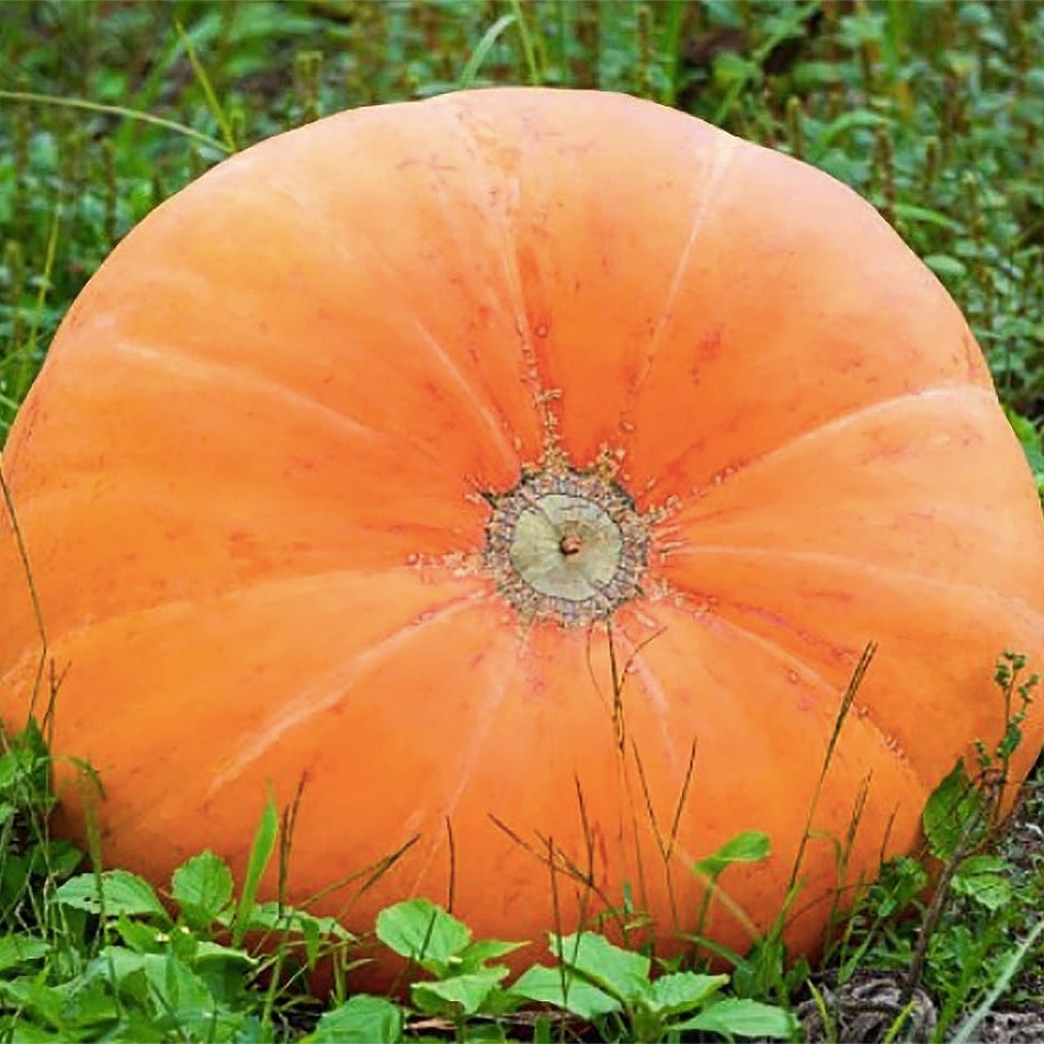 Mammoth Gold Heirloom Pumpkin Seeds