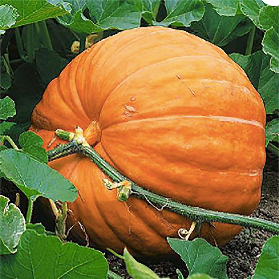 Dill's Atlantic Giant Pumpkin Seeds 