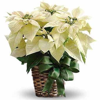 White Poinsettia Plant