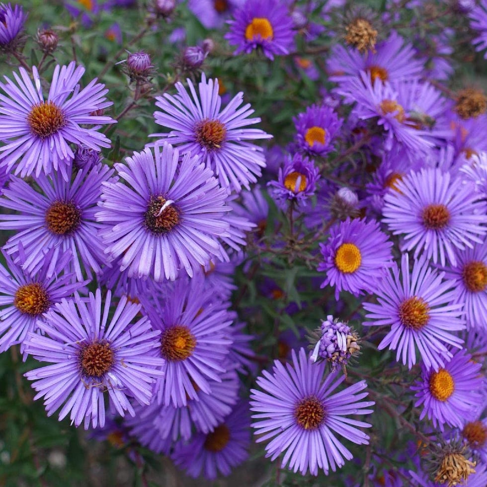 New England Aster Seeds 