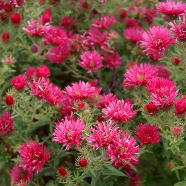 New England Aster 'Alma Potschke'