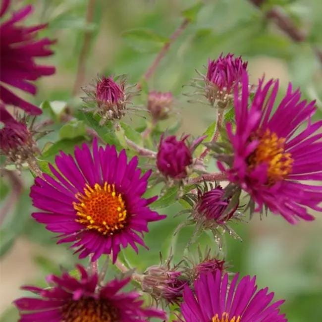 New England Aster 'September Ruby'