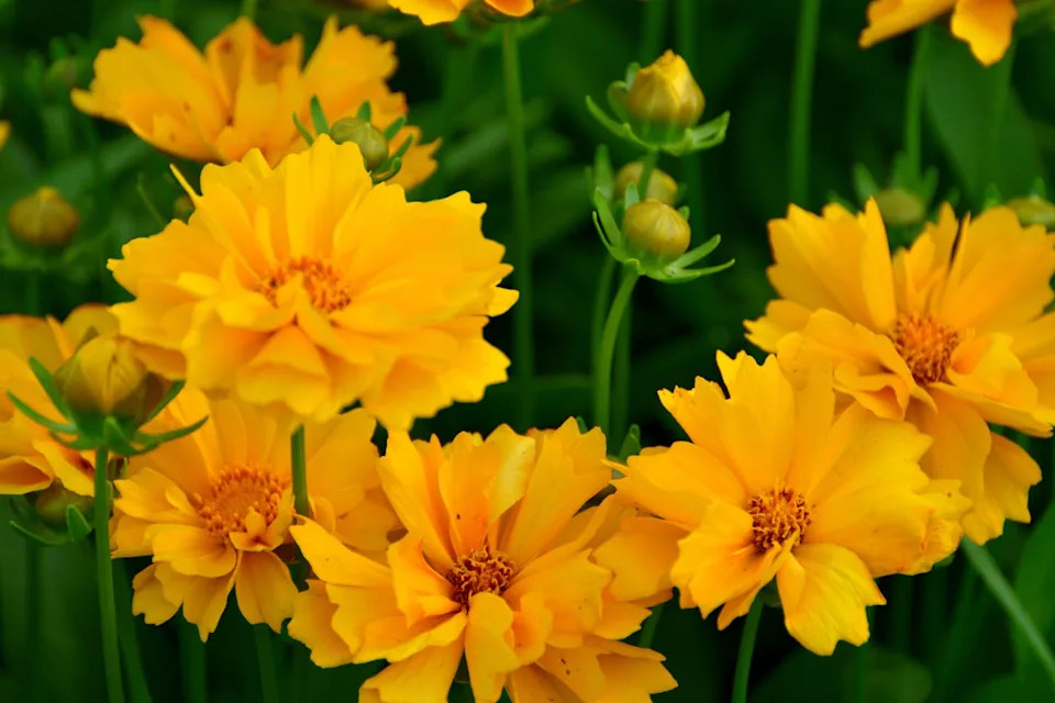 coreopsis lanceolata, commonly called lanceleaf coreopsis, is a perennial plant, which typically grows to 2' tall. features solitary, yellow, daisy like flowers (1 2