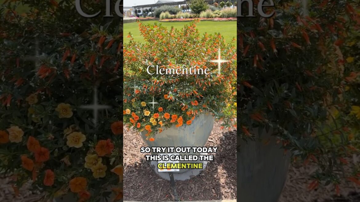 Hummingbirds Love This! 🧡 #gardening #hummingbird #containergardening #cottagegarden #shorts Hummingbirds Love This! 🧡 #gardening #hummingbird #containergardening #cottagegarden #shorts