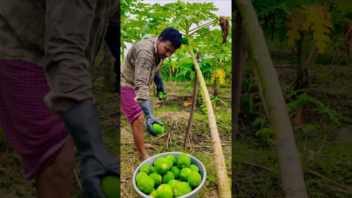 Fresh & Green | Farmer Harvests Raw Papaya at Sunrise #shorts