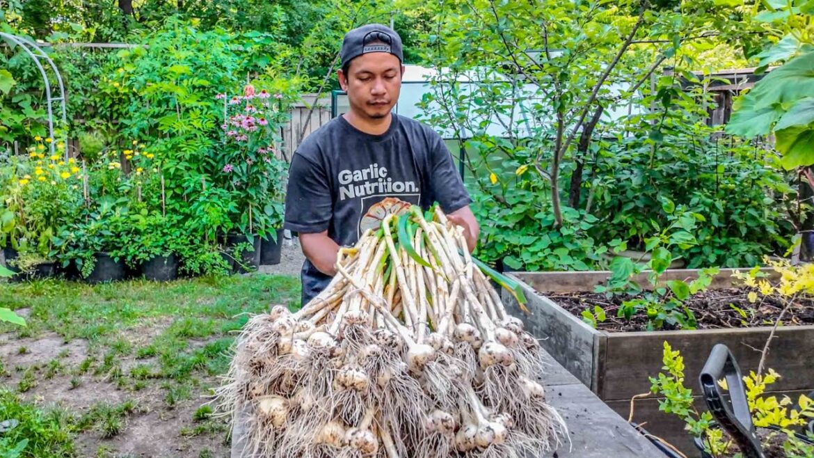 Never Ever Buying Garlic Again😤