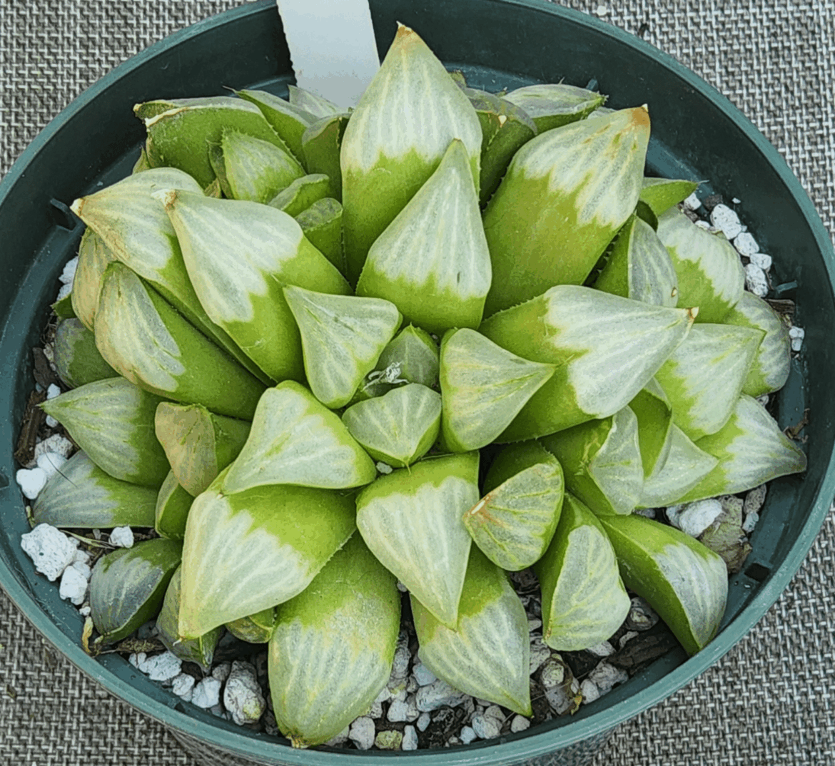 I really love the look of Bayakuya