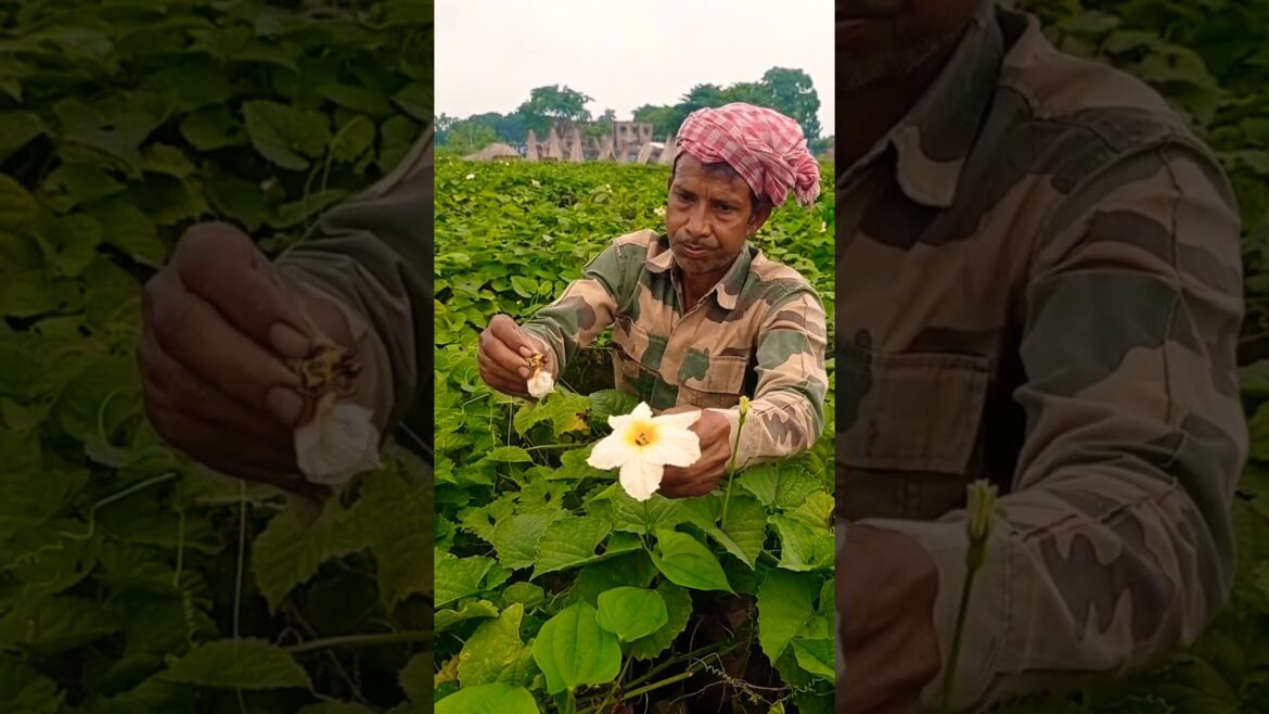 Natural Pollination of Spiny Gourd (काकरोला) in Morning #shorts Natural Pollination of Spiny Gourd (काकरोला) in Morning #shorts