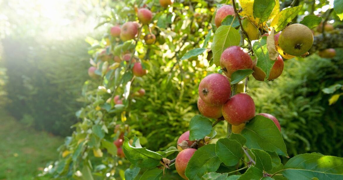 September warning to households with these trees in the garden Ipso logo