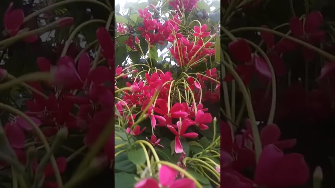 beautiful flowers#viral