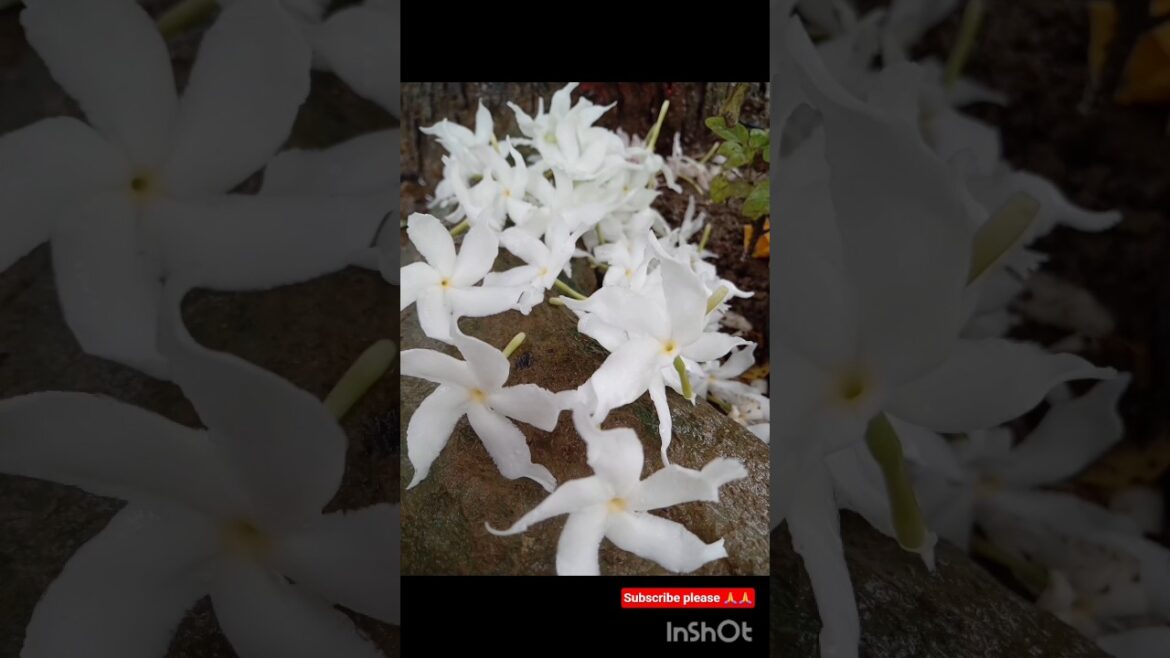 चमेली (Jasmine)का पेड़ कैस लागाये | #flowerplant #whiteflower #ytshort @myygreengarden चमेली (Jasmine)का पेड़ कैस लागाये | #flowerplant #whiteflower #ytshort @myygreengarden