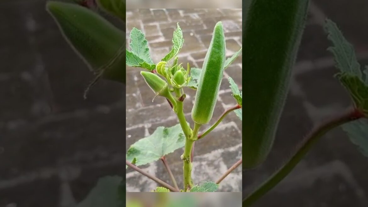 how to grow okra from seeds #okra #gardening #ladyfinger #bhindi #kitchengardening #vegetable #plant how to grow okra from seeds #okra #gardening #ladyfinger #bhindi #kitchengardening #vegetable #plant