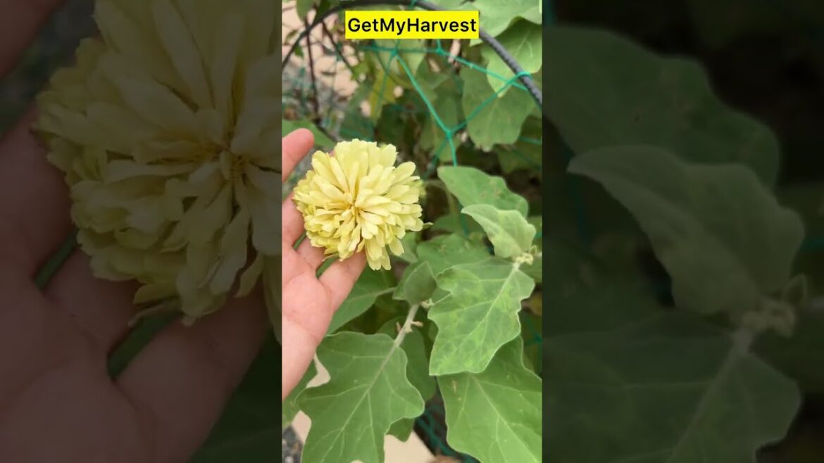 Zinnia Mein Phool Hi Phool Chahiye Toh Yeh Karo | Gardening Tips #shorts