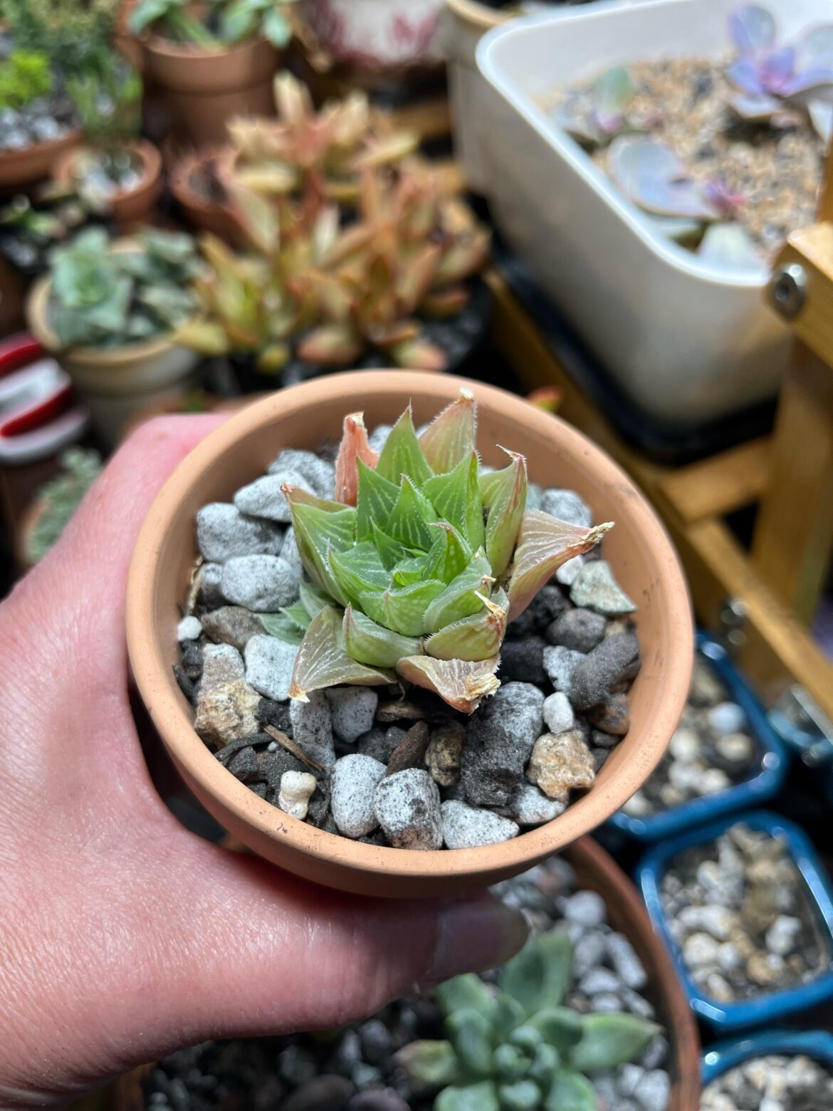 It’s not a Haworthia Retusa White Ghost, is it.