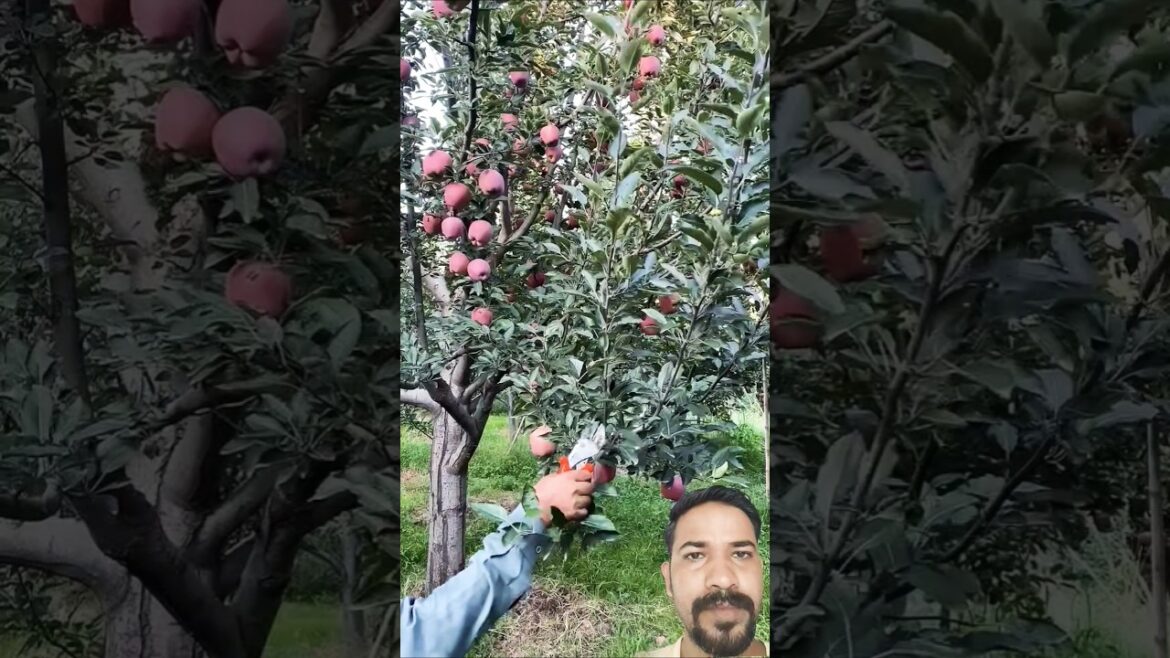 summer planning #fruit #ihavethisthingwithplants #satisfying #farming #fruitcutting #cuttingskills summer planning #fruit #ihavethisthingwithplants #satisfying #farming #fruitcutting #cuttingskills
