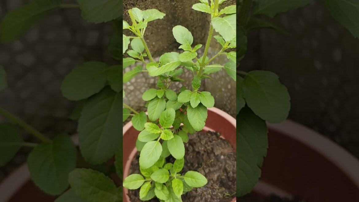 tulsi mata 🙏#viral #garden #youtube #youtubeshorts #hobby #shorts