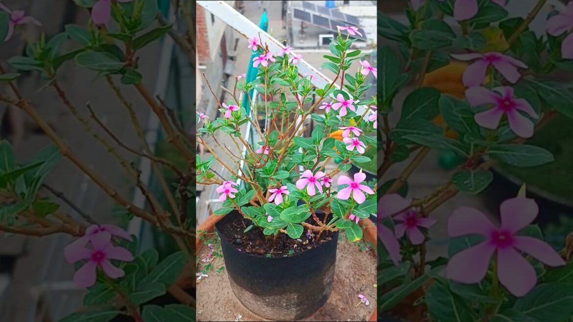 Unique Bushi Vinca Plant | Container Garden Designs