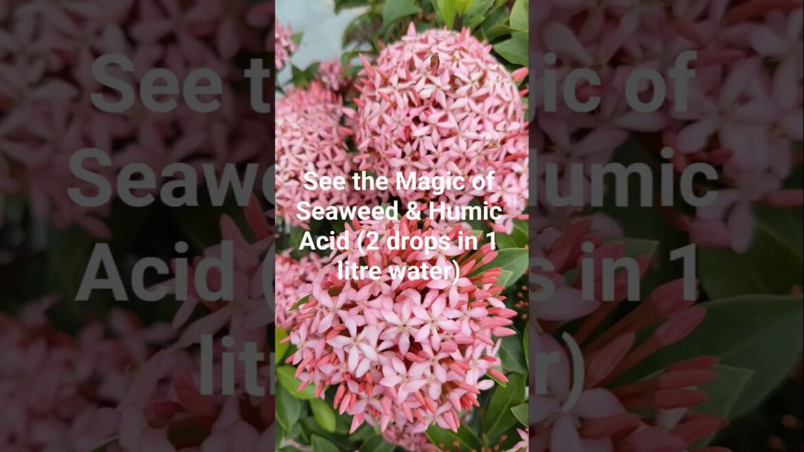 Organic growth for Flowering Plants #shorts #caretips #gardeningtips Organic growth for Flowering Plants #shorts #caretips #gardeningtips