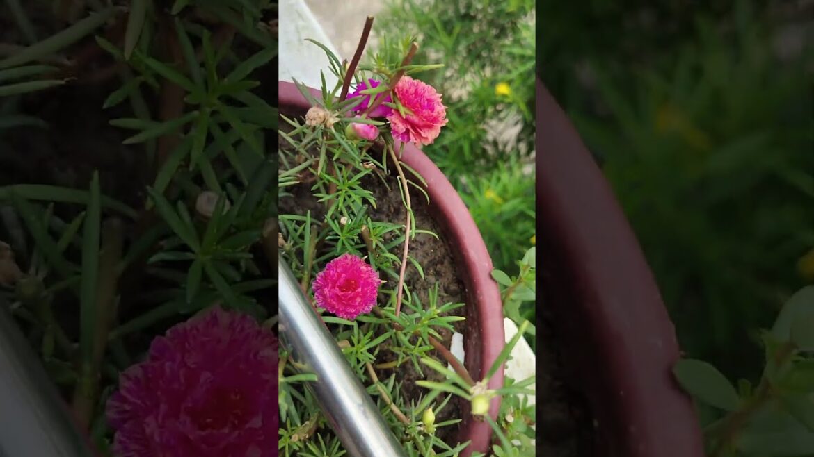 portulaca twin shade #viral #garden #gardening #trending  #ytshorts