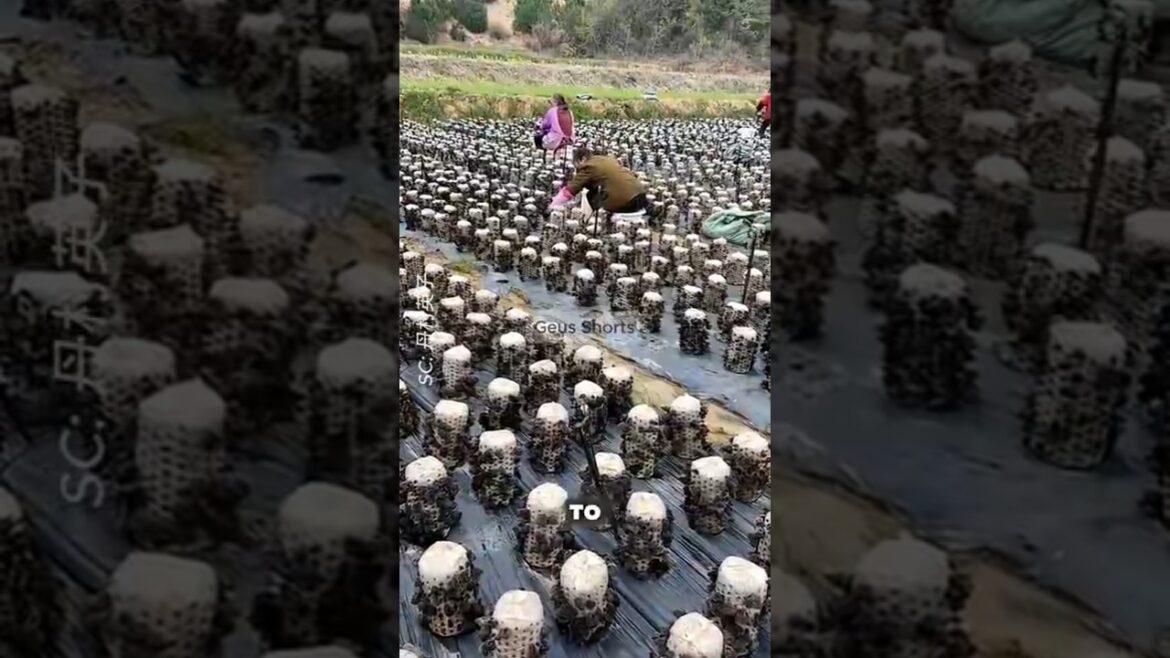 The Secret of Wood Ear Mushrooms: From Liquid Seed to Dining Table 🍄